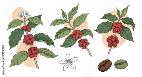 Illustration of Coffee Branches with Berries, Flowers, and Beans - Artistic Depiction
