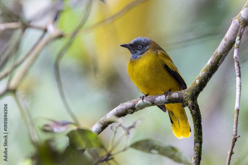 Obraz premium Black-headed Bulbul (Microtarsus melanocephalos) on branch in nature.