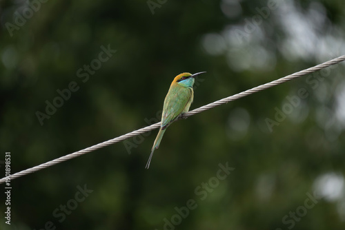 Bilde på lerret The Asian green bee-eater (Merops orientalis), also known as the little green be