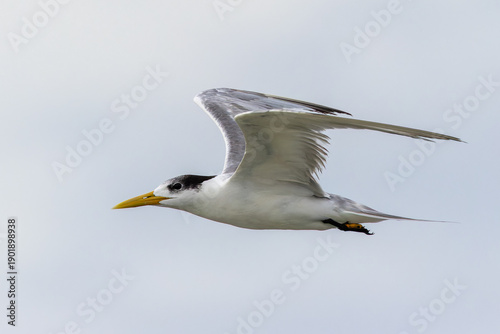 Seabirds Greater Crested Tern flying in the sky