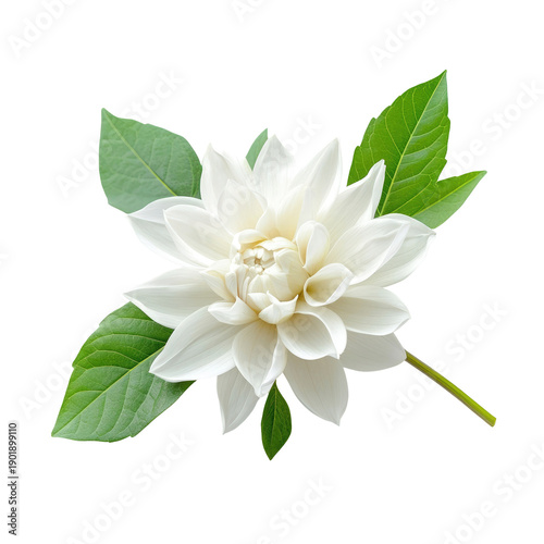 Close Up Shot of White Flower with Green Leaves Isolated on Transparent Background
