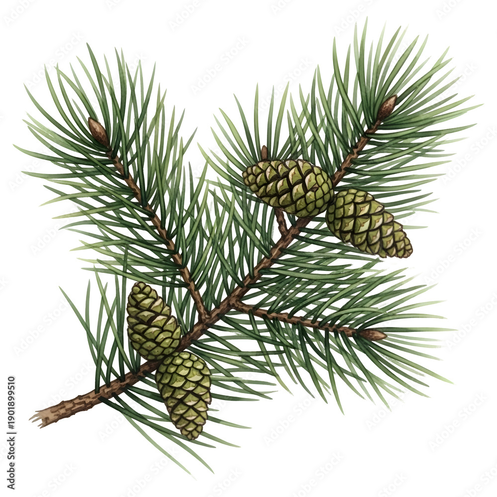 Fototapeta premium Evergreen Pine Branch with Green Cones, Botanical Watercolor Illustration