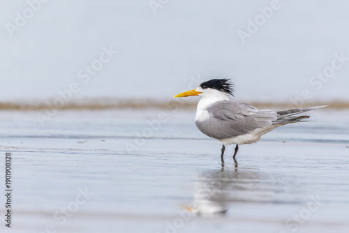 Seabirds Greater Crested Tern resting and foraging on a sandy, wet coastline