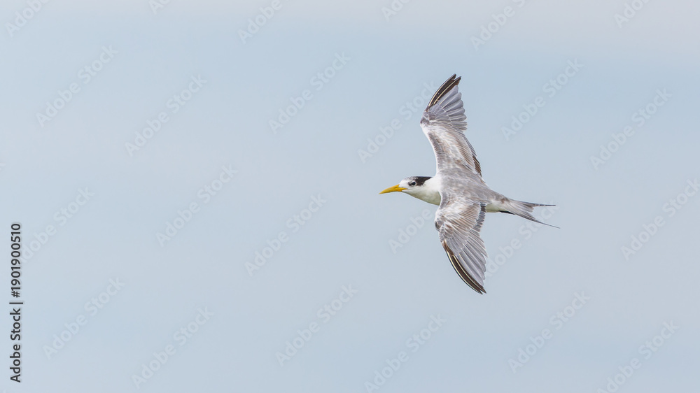 Obraz premium Seabirds Greater Crested Tern flying in the sky