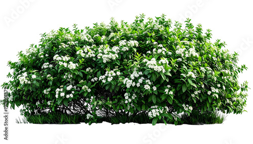 Lush, rounded, flowering green bush with small white blossoms