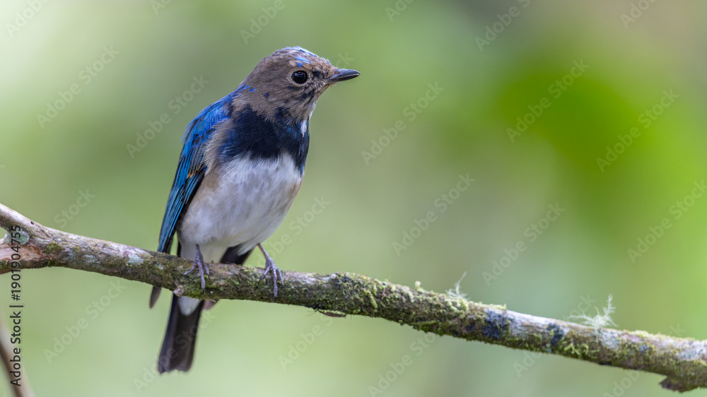 Obraz premium Blue-and-white Flycatcher, Japanese Flycatcher male blue and white color perched on a tree