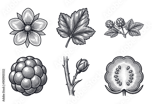 Botanical set of blackberry plant elements in woodcut style featuring flower, leaf, bud, and cross section of fruit.