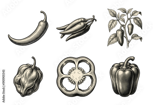Vintage engraving style collection of various peppers including chili habanero and bell pepper illustrations for culinary and botanical design.