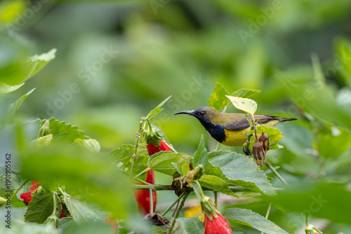 Bilde på lerret Beautiful Ornate Sunbird in montane forest Sabah ,Borneo