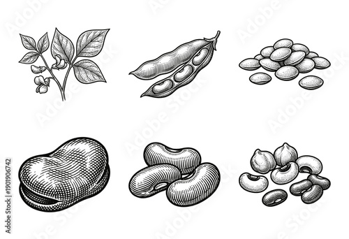 Set of vintage woodcut style illustrations featuring bean plants, pods, lentils, and assorted legumes in black and white line art.