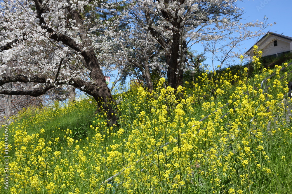 Obraz premium 川沿いの土手のセイヨウカラシナとサクラ