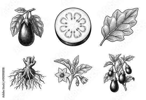 Vintage botanical engraving set of eggplant anatomy including fruit cross section leaves flowers and root system in a black and white woodcut style