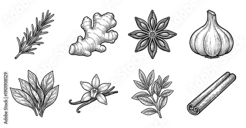 Set of aromatic herbs and spices in vintage woodcut style including ginger garlic star anise rosemary and cinnamon sticks.