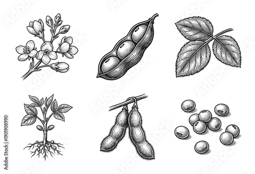 Vintage soybean plant botanical illustration set featuring woodcut style sketches of flowers pods leaves roots and beans