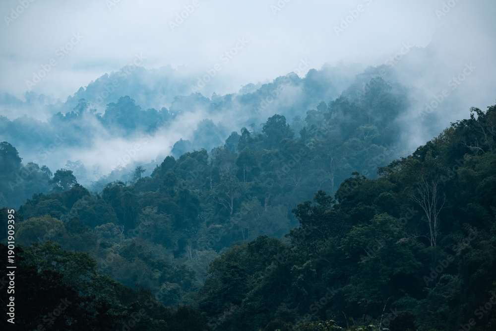 Obraz premium Tropical forest rainforest nature landscape with misty foggy jungle trees and lush greenery creating a serene atmospheric wilderness scene, ideal for wellness, mindfulness, relaxation, and natural env