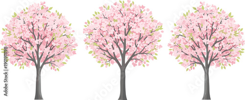 Three blooming cherry blossom trees illustration with pink flowers spring nature design isolated on white background for garden, seasonal, floral, decorative concept