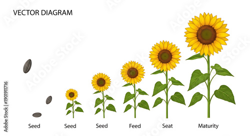 Sunflower growth stages from seed to maturity vector illustration