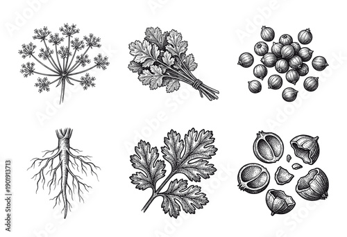 Vintage botanical illustrations of cilantro coriander plant parts featuring leaves seeds roots and flowers in a hand drawn engraving style.
