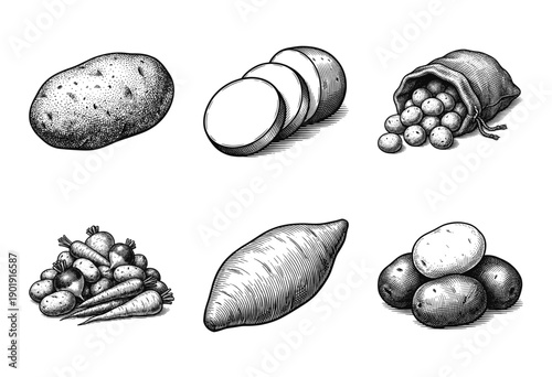 Vintage engraving style collection of root vegetables including potatoes, carrots, radishes, and sweet potatoes for agricultural design.