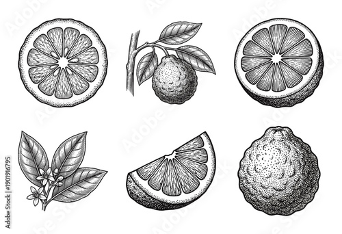 Vintage engraving of bergamot citrus fruit collection featuring whole fruit, cross sections, slices, and blooming botanical branches in a detailed woodcut style.