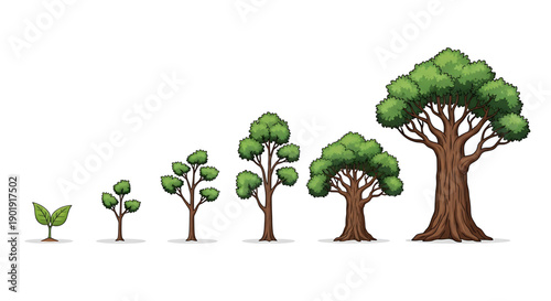 Tree growth stages from sprout to mature tree with green leaves and brown trunks on white background