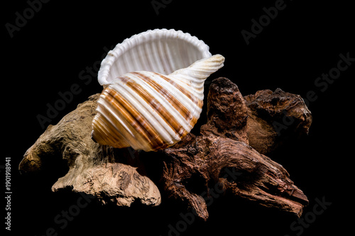 Foto Banded Tun Shell Specimen On Weathered Driftwood Surface