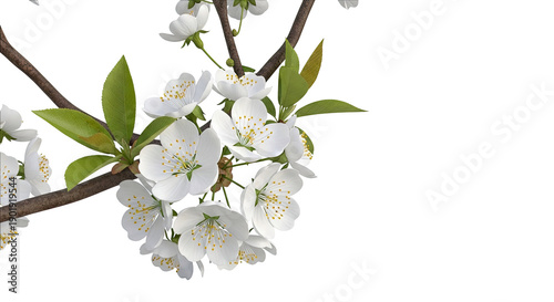 White Cherry Blossoms on Branch