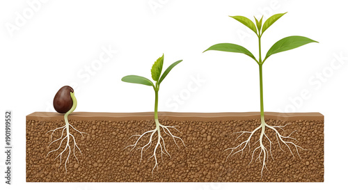 Seed germination stages plant growth cycle roots developing in soil green leaves emerging
