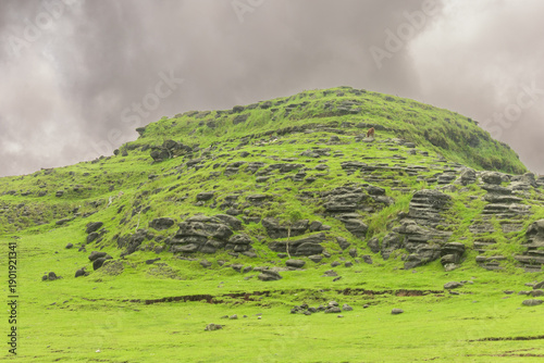 Foto Green grass covering the stone hills in the savanna fields of Sumba becomes a fe