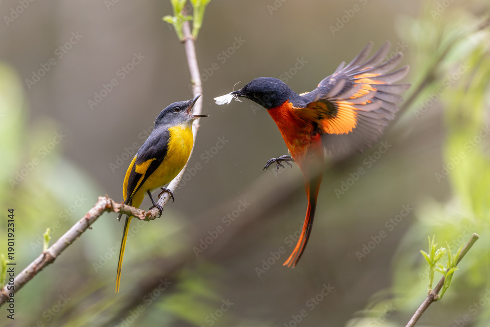 Obraz premium Grey-chinned minivet flying in sky catching moth feeding another female Grey-chinned minivet