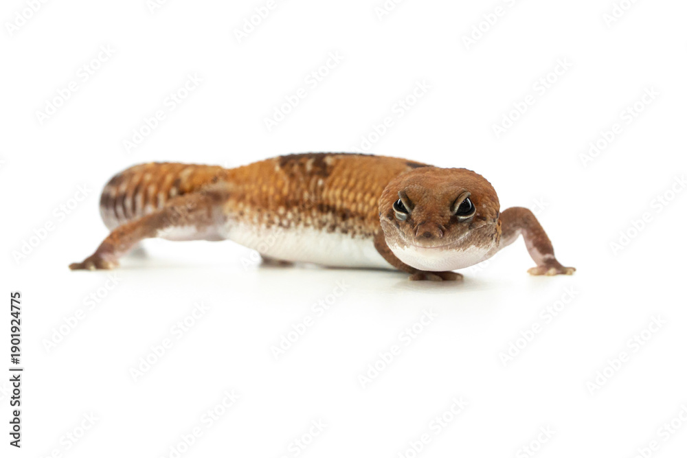 Obraz premium Side View of a Captive African Fat-Tailed Gecko Isolated on White Background in Studio
