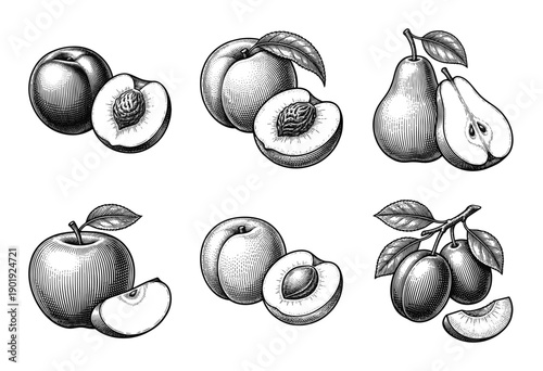 Vintage engraving style collection of assorted fruit illustrations featuring apples, pears, peaches, plums, and apricots in detailed woodcut etching.