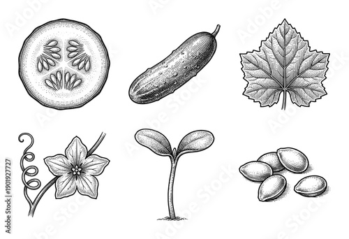 Botanical illustration set of cucumber life cycle elements featuring fruit cross section leaf flower sprout and seeds in vintage woodcut engraving style