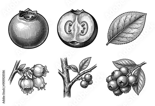Vintage woodcut style botanical illustration set featuring blueberry fruit, cross section, leaves, and flowering branches.