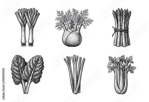 Set of green vegetables and edible plants in vintage hand drawn woodcut engraving style
