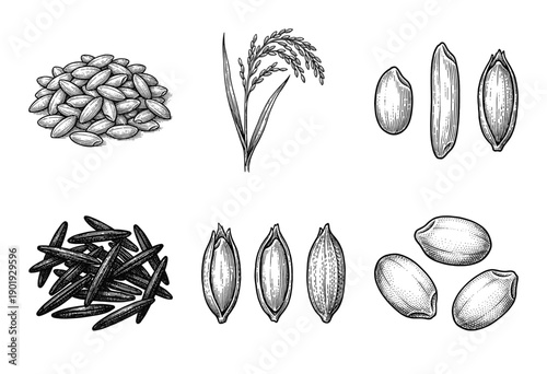 Rice and grain botanical collection featuring hand drawn vintage engravings of stalks and various seed varieties