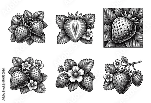 Vintage strawberry botanical illustrations featuring whole berries, halved fruit, and flowers in a classic woodcut engraving style.