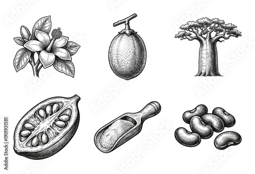 Baobab botanical collection featuring tree, fruit, flower, and powder in vintage woodcut engraving style