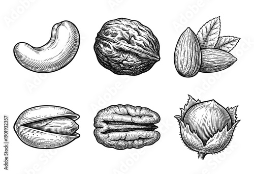 Collection of culinary nuts featuring cashew walnut almond pistachio pecan and hazelnut in a detailed vintage woodcut engraving style.