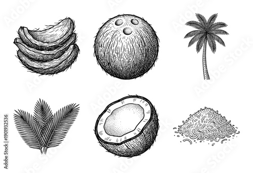 Vintage hand drawn coconut collection featuring whole fruit, sliced halves, palm trees, tropical leaves, and shredded flakes in a classic woodcut engraving style.