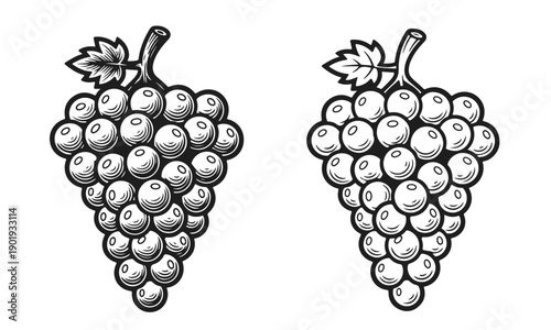 Two bunches of grapes in engraving style, black and white vector illustration. Grape bunch, vineyard fruit, vintage grapes, organic food, berry sketch