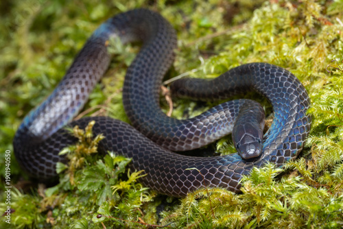 Detail Image of shiny Schmidt's Reed Snake from Borneo , Beautiful Snake