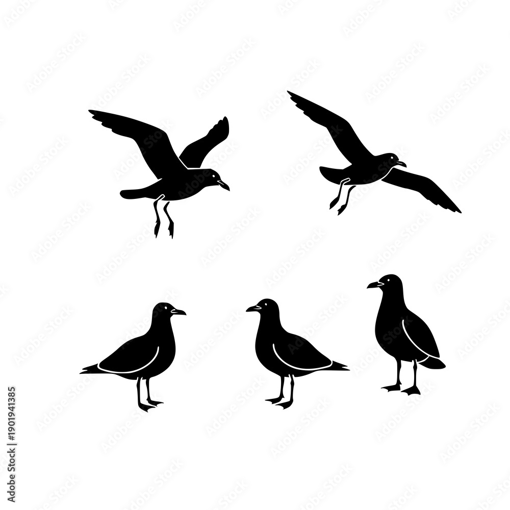 Fototapeta premium seagull, gull, bird, seabird, animal, wildlife, realistic, anatomy, lineart, outline, black, vector, illustration, nature, coastal, ocean, beach, wings, feathers, beak, flying, standing, educational, 