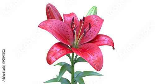 Vibrant Red Lily with Water Droplets