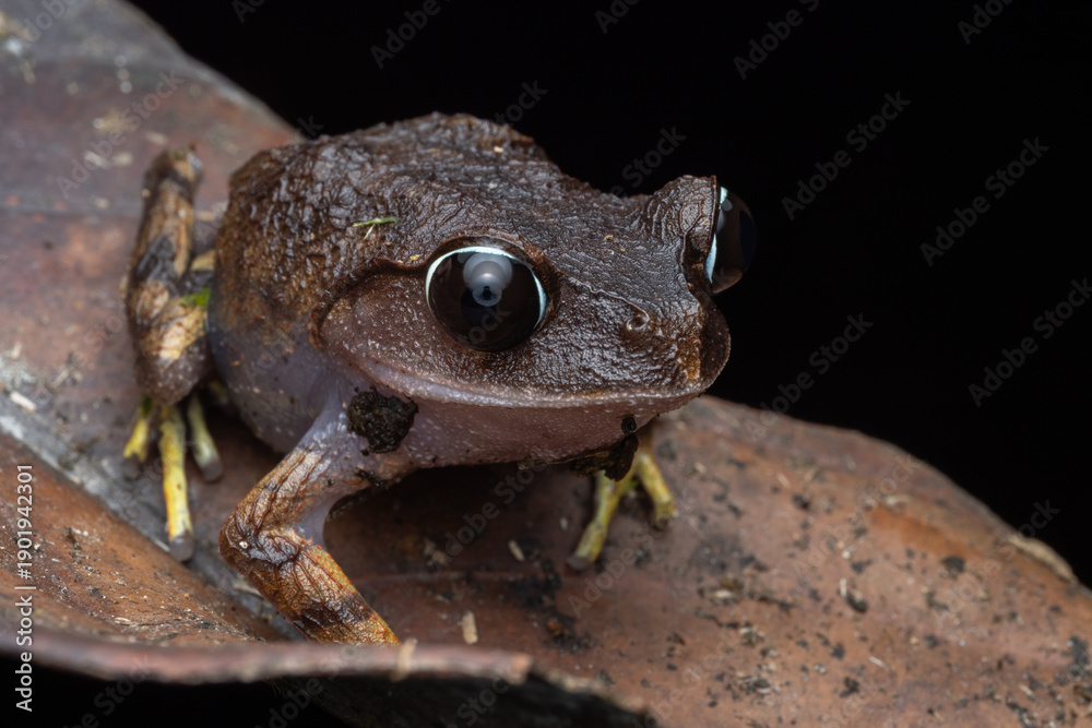 Obraz premium Macro image of Kinabalu Slender Litter Frog - Leptolalax arayai