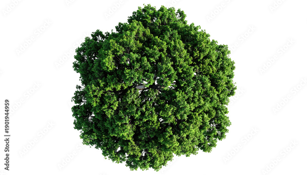 Obraz premium Overhead view of a dense, green tree canopy against a stark black background