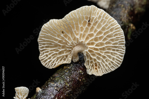 Marco image of white mushroom on the forest floor