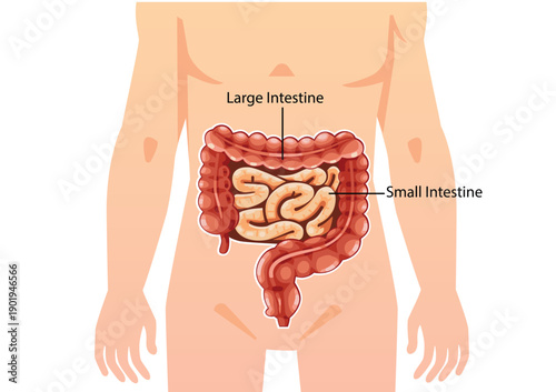 Illustration Human of Large Intestine and Small Intestine