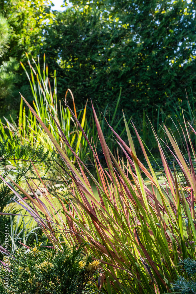 Obraz premium Tall, slender grasses Imperata cylindrica grass Red Baron with reddish and green hues near tranquil pond, surrounded by lush greenery and partially shaded by trees. Scene is natural and serene.