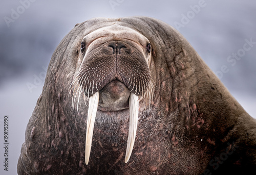 Tableau sur toile A close-up portrait of a walrus with prominent tusks and whiskers, its gaze directed forward against a muted, cloudy sky
